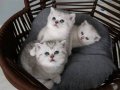 Göz Kamaştıran Gümüş Bakışlı British Shorthair Bebekleri