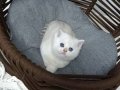 Göz Kamaştıran Gümüş Bakışlı British Shorthair Bebekleri