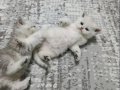Göz Kamaştıran Gümüş Bakışlı British Shorthair Bebekleri