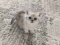Göz Kamaştıran Gümüş Bakışlı British Shorthair Bebekleri