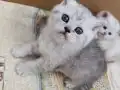 Göz Kamaştıran Gümüş Bakışlı British Shorthair Bebekleri