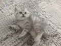 Göz Kamaştıran Gümüş Bakışlı British Shorthair Bebekleri