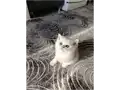 Beyaz pamuk şekerim 