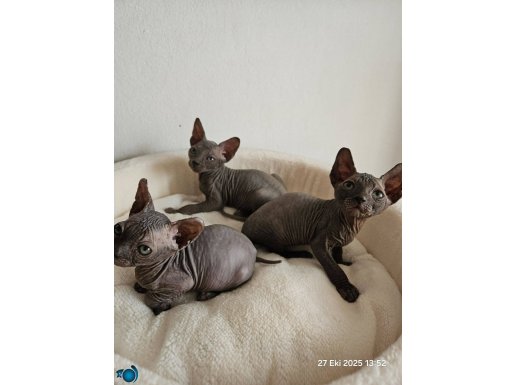 Çok tatlı sıcakkanlı Esmer çocuklar 