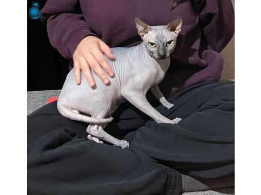 Sevgi dolu ve çok akıllı Oğlumuza sıcak bir yuva arıyoruz