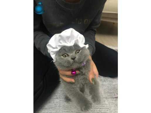 Bonibon 3 aylıktır ama çocuğumun alarjisinden dolayı satilik