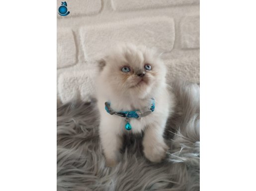  British Shorthair Yavrularımız