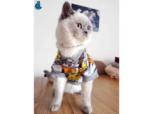 British Shorthair Blue Point