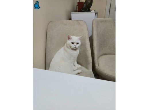 British shorthair 