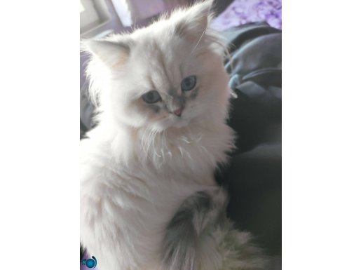 Kedi British longheir Blue Point