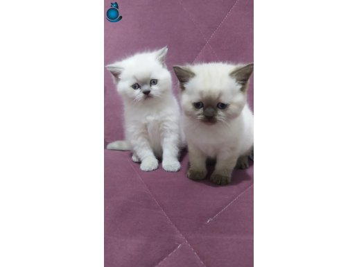ÇOK TATLI BRİTİSH SHORTHAİR