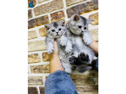 British Her renk mevcut