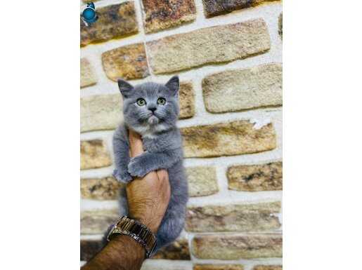 British Bebekler Renk Renk