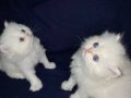 Maviş Karbeyazıı safkan yavrularr artık yeni yuvaya hazır 