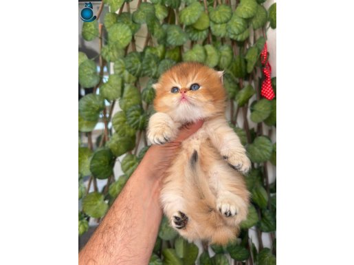 Bakmaya Doyamamak Denince Güneş Çocuklar 
