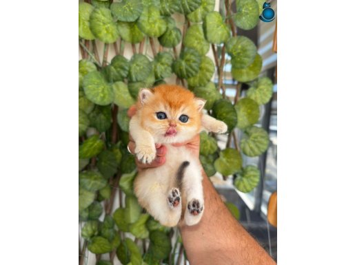 Shorthair Longhair Dişi Yavru Kediler
