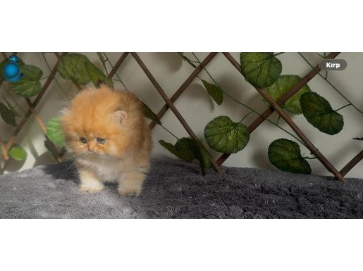 Güzelliği Ve Asaletiyle Yeni Yuvasını Arıyor