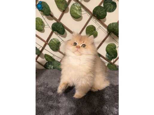 Özel kan hattına sahip muazzam erkek yavrular 