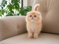 Özel Kan hattına Sahip Scottish Fold