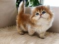 Özel Kan Hattından Golden British Longhair Yavrular