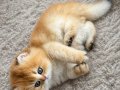 Özel Kan Hattından Golden British Longhair Yavrular