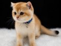 Sevgi Dolu Oyuncu Golden Shorthair Yavrumuz