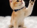 Sevgi Dolu Oyuncu Golden Shorthair Yavrumuz