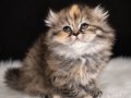 Tabby Scottish Fold Yavru