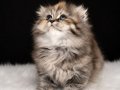 Tabby Scottish Fold Yavru