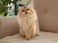 Sevecen Oyuncu ve Muhteşem Tüy Yapısı 