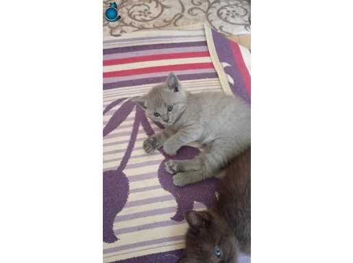 2 aylık tuvalet eğitimi var sağlıklı 