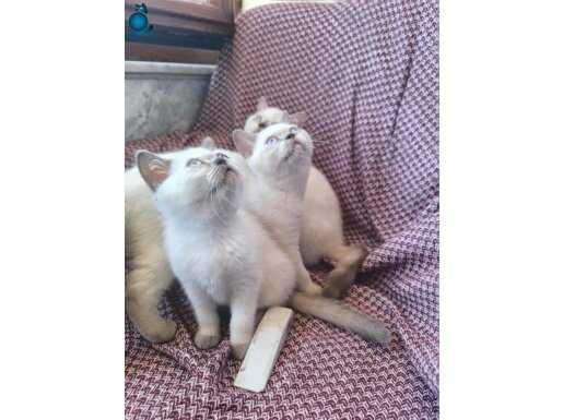 İnanılmaz güzellikte yavrular