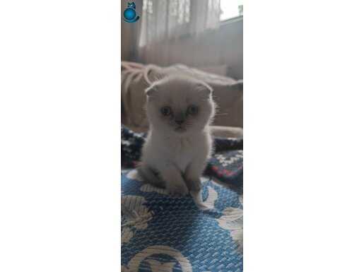 Muhteşem güzellikteki yavrular 