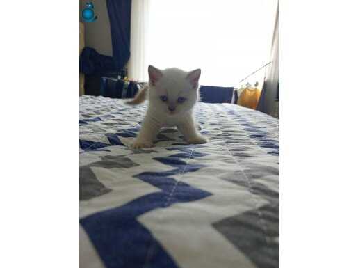 oyuncu hareketli sevimli kediler