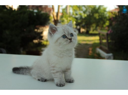 Show Kalite Longhair Yavrular