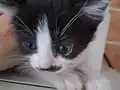 British Smokin Kedi
