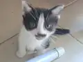 British Smokin Kedi