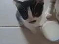 British Smokin Kedi