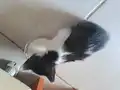 British Smokin Kedi