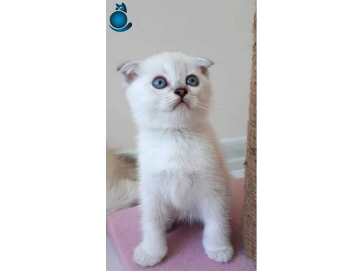 Scottish Fold Blue Point Short hair
