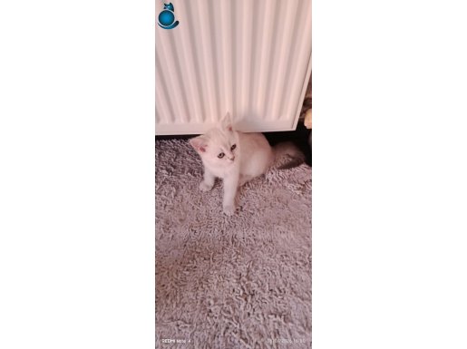 British Shorthair Blue Point 