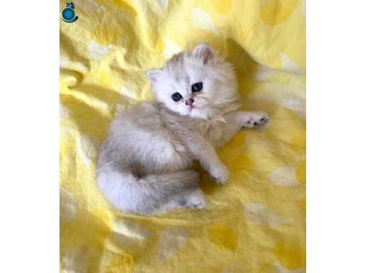 Mavi Gözlü Safkan Silver Point NS1133 British Longhair Bebek