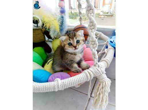 Oyuncu Akıllı sevimli tatlı hareketli minnak erkek