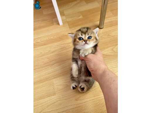 Golden çok koyu sarı yeşil gözlü prenses