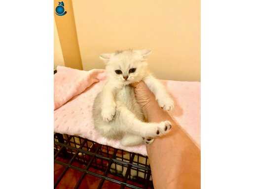 Yakışıklı Beyazlı grili mavi gözlü watsaptan video atarım