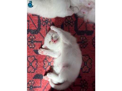 Bembeyaz Orjinal maviş gözlü minnak kız bebek