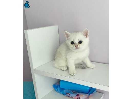 Maviş gözlü tatlı bebek