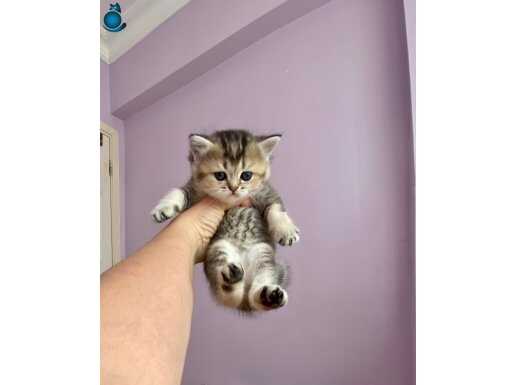  minnak çok tatlı gri yeşil gözlü prenses