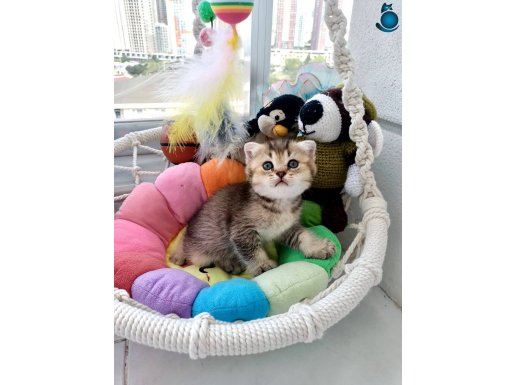 Gri mavi boncuk gözlü tatlı minnak erkek