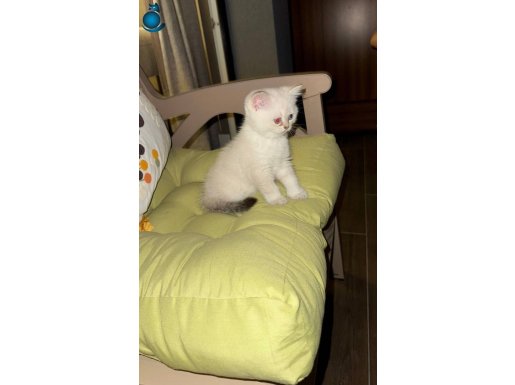  Beyaz cici tatlı maviş göz minnak kız